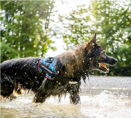 The Comfort and Control Benefits of Non-Pull Dog Harnesses The Comfort and Control Benefits of Non-Pull Dog Harnesses