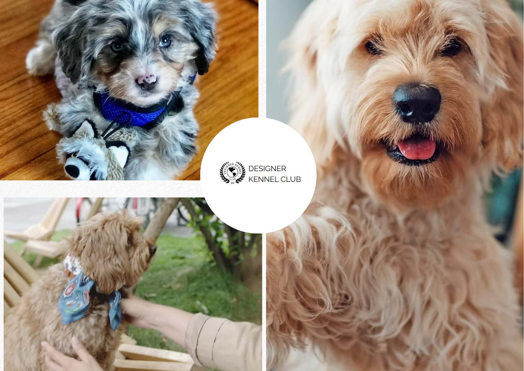 Trustworthy Registration Options for Designer Dogs Trustworthy Registration Options for Designer Dogs